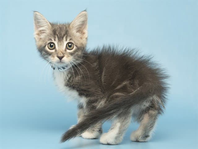 Georgie - Domestic Short Hair