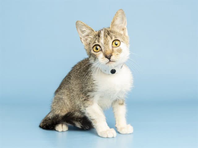 Eebie - Domestic Short Hair