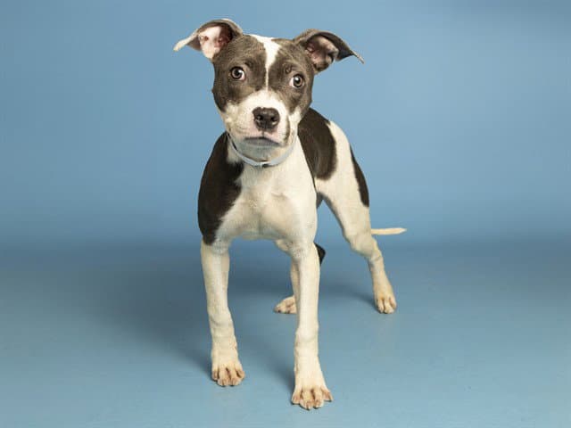 Dolly - American Pit Bull Terrier