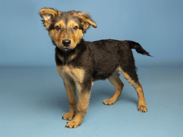 Beanie Baby - German Shepherd Dog