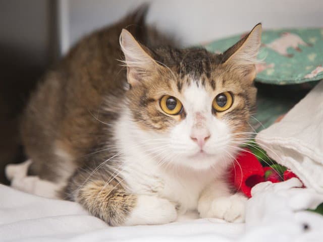 Lenni - Domestic Short Hair
