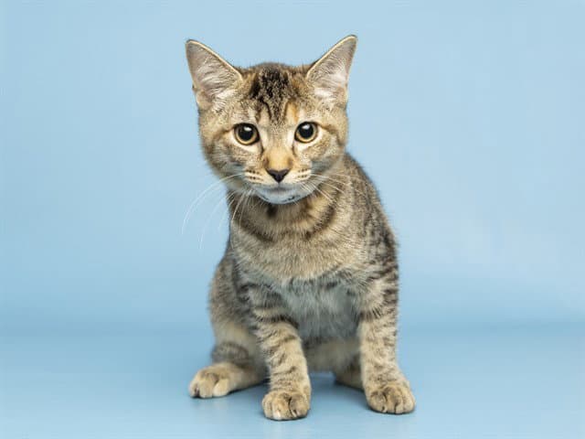 Spike - Domestic Short Hair