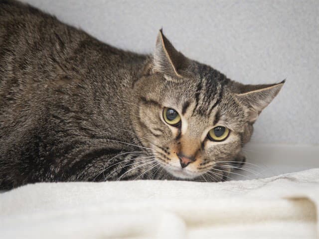 Huff - American Shorthair