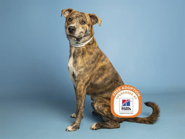 Rodger - American Pit Bull Terrier