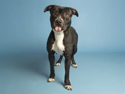 Charlie image 1