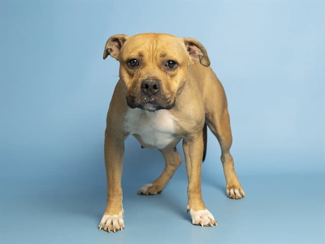 Apple Sauce - American Pit Bull Terrier