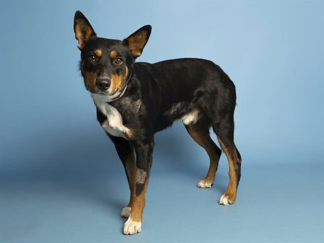 Roscoe - German Shepherd Dog