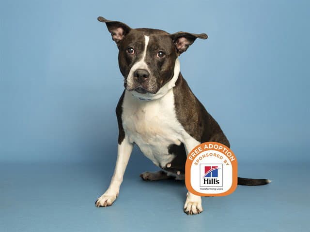 Athena Hale - American Pit Bull Terrier