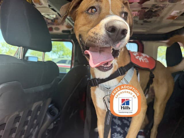 Duke - American Pit Bull Terrier