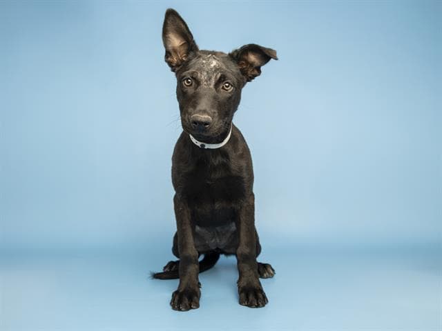 Nightwing - Labrador Retriever
