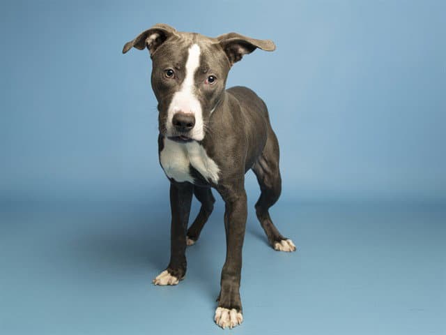 Stitch - American Pit Bull Terrier