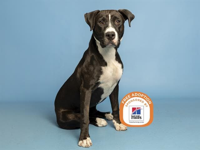 Sabrina - American Pit Bull Terrier