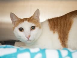 Praline image 1
