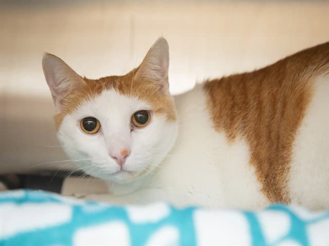 Praline - Domestic Short Hair