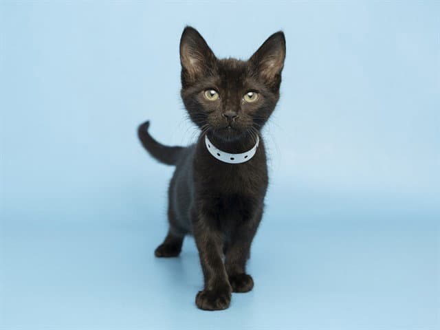 Bear - Domestic Short Hair