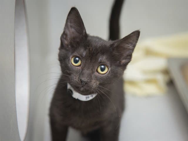 Jill - Domestic Short Hair