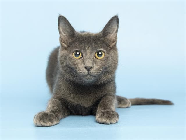 Sterling - Domestic Short Hair