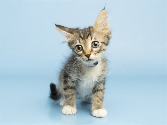 Bubbles - Domestic Short Hair
