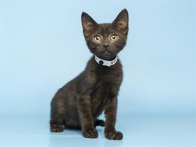 Jack - Domestic Medium Hair
