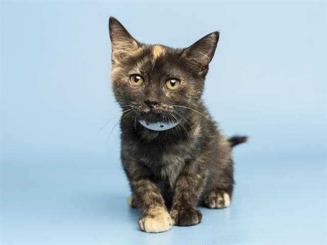 Janet - Domestic Medium Hair