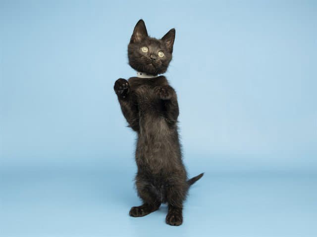 Vinnie - Domestic Short Hair