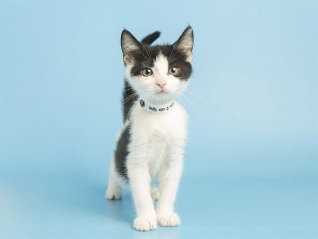 Cee - Domestic Short Hair