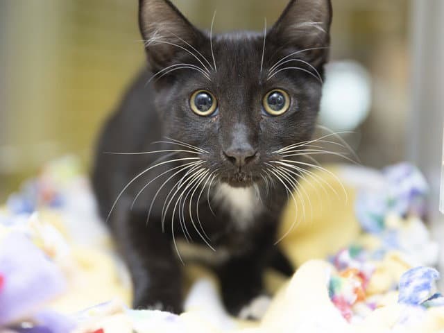 Buddha - Domestic Short Hair