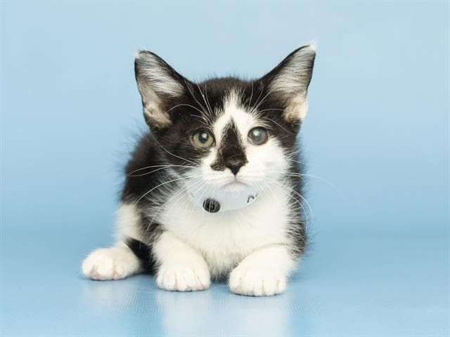 Toodles - Domestic Short Hair