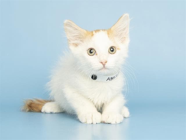 Cowboy - Domestic Short Hair