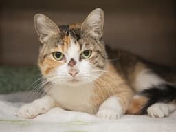 Mama Kitty image 1