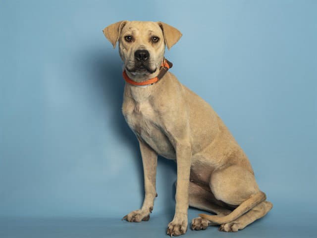 Nona - Labrador Retriever