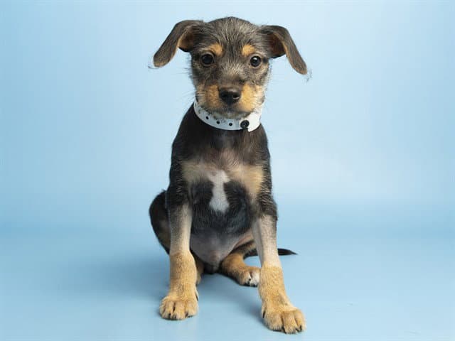 Tay - Miniature Pinscher