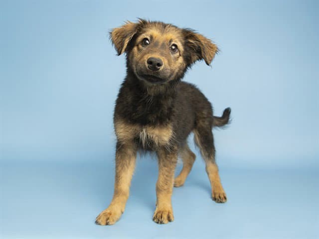 Chocolate - German Shepherd Dog