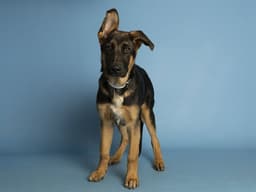 Maximus image 1