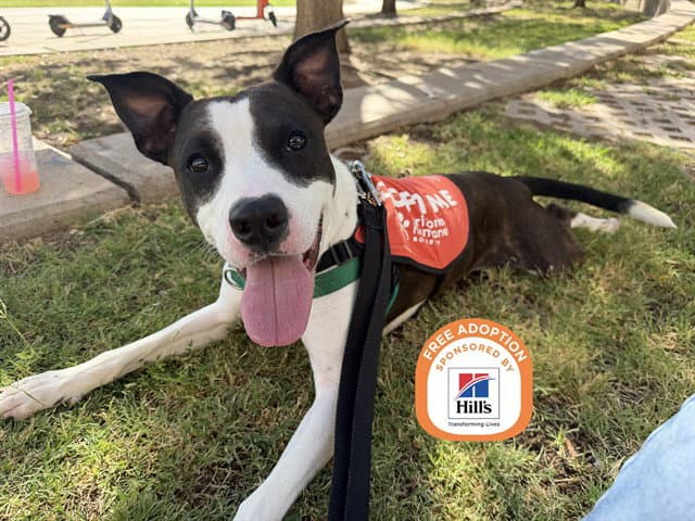 Buddy - American Pit Bull Terrier