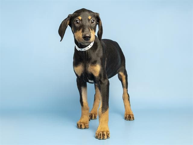 Gamora - Doberman Pinscher