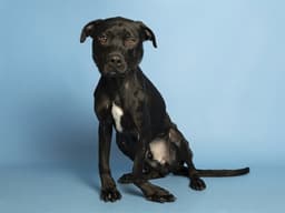 Padfoot image 1