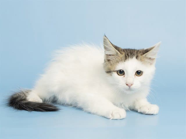 Parker - Domestic Short Hair