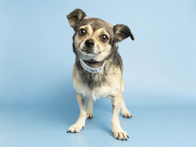 Marigold - Chihuahua