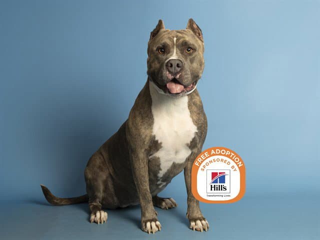 Xena - American Pit Bull Terrier