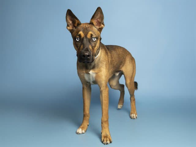 Bruno - German Shepherd Dog