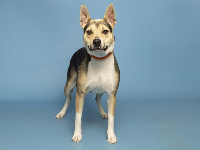 Larissa - German Shepherd Dog