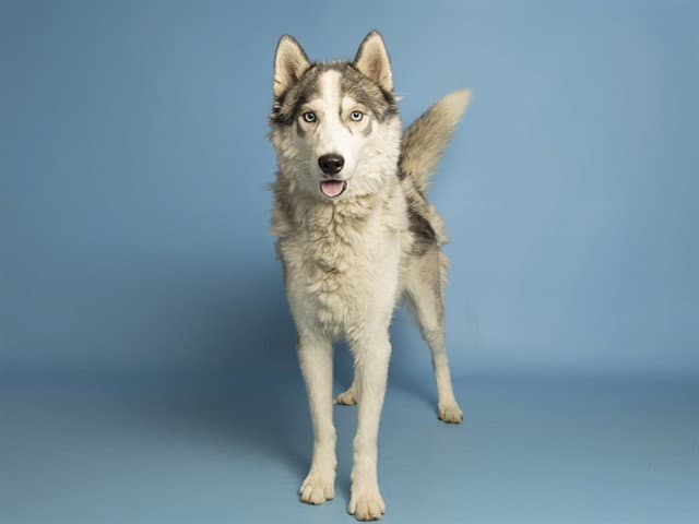 Jared - Husky