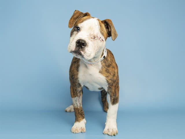 Dolce - Boxer
