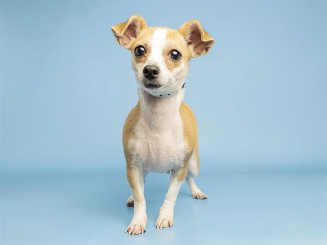 Kiwi - Chihuahua
