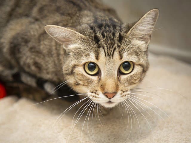 Ruby - Domestic Short Hair