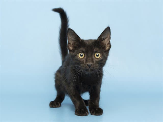 Crow - Domestic Short Hair