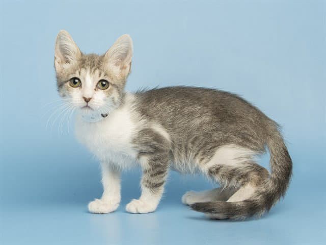 Kiwi - Domestic Short Hair