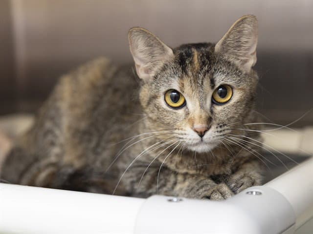 Clover - Domestic Short Hair