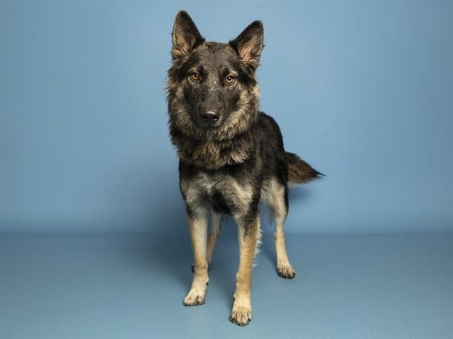 Montana - German Shepherd Dog